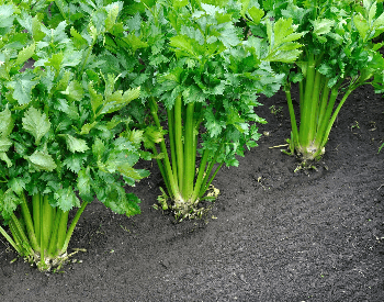 A picture of celery growing in the ground
