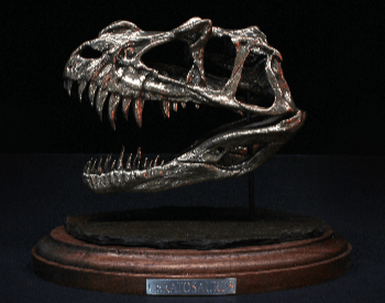 A picture of a white bronze Ceratosaurus skull replica