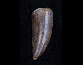 A picture of a rare Ceratosaurus tooth on FossilEra
