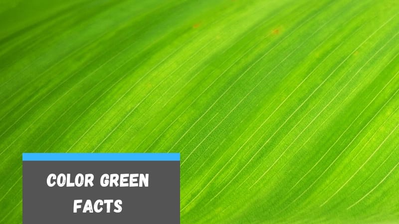 Facts about the Color Green