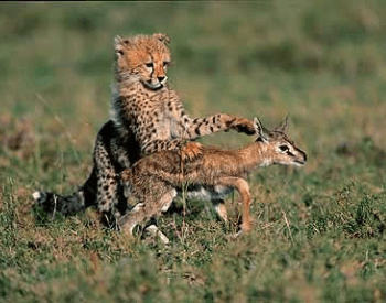A picture of a cheetah cub with a baby gazelle