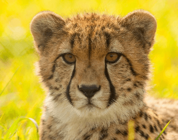 A close-up picture of a cheetah's head