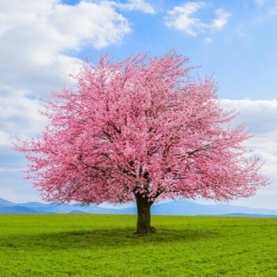 A Picture of a Cherry Blossom Tree