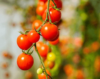 A picture of tomatoes on a vine