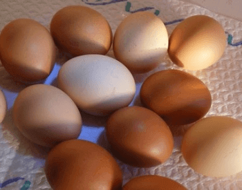 A picture of chicken eggs