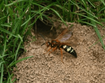 A photo of a cicada killer wasp and its burrow