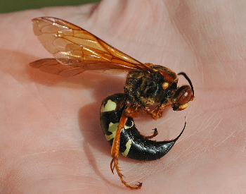 A close-up photo of a cicada killer wasp's stinger