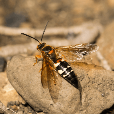 A Picture of a Cicada Killer Wasp