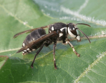 A close-up picture of a bald-faced hornet