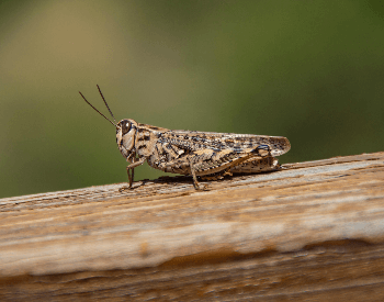 A close-up photo of a brown grasshopper