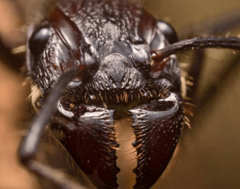 A close-up picture of a bullet ant's head
