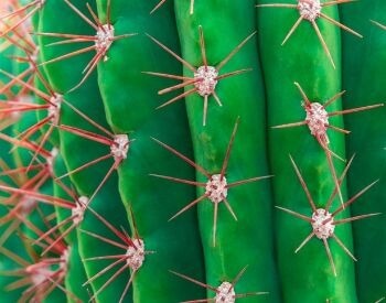 A close-up picture of a cactus and its thorns
