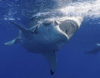 A close-up photo of a great white shark.