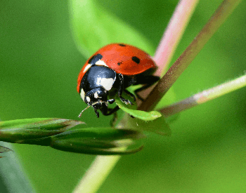 A close-up photo of a ladybug