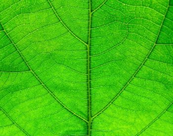 A close-up picture of a plant's leaf