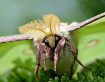 A close-up photo of a luna moth