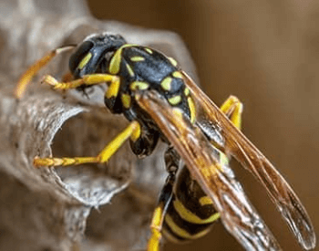 A close-up photo of a paper wasp