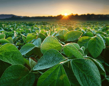 A picture of a soybean plant on a farm