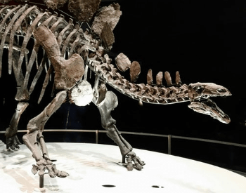 Close Up Of A Stegosaurus Skeleton Exhibit