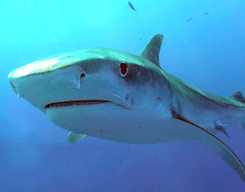 A close-up picture of a tiger shark.