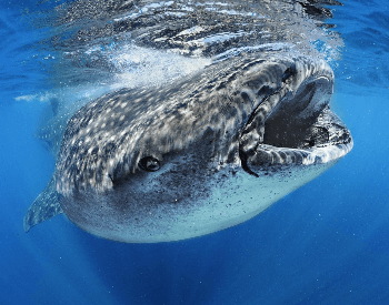 A close-up photo of a whale shark.