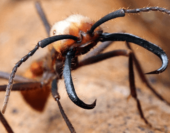 A close-up picture of an army ant's head