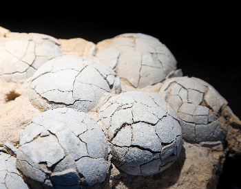 A close-up picture of a fossilized dinosaur egg