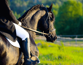 A close-up of a Friesian horse's head