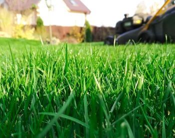 A close-up picture of grass blades