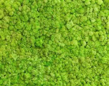 A close-up picture of moss