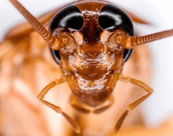 A close-up picture of the head of an American Cockroach