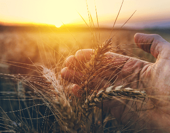A close-up of wheat grown on a farm