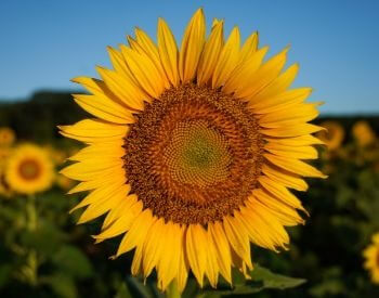 A picture showing a sunflower up close