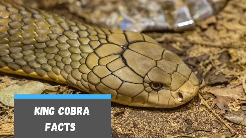 King Cobra Facts For Kids