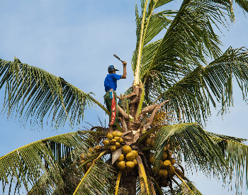 A picture of coconuts being harvested