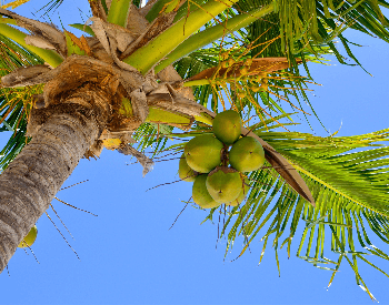 A picture of coconuts on a coconut tree