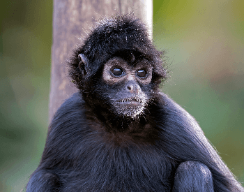 A picture a Colombian spider monkey (Ateles fusciceps rufiventris)