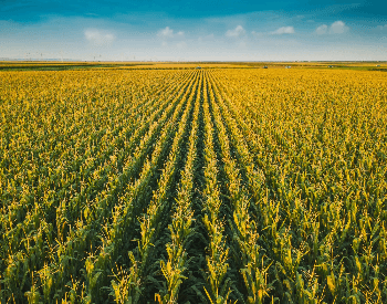 A picture of a corn field on a farm