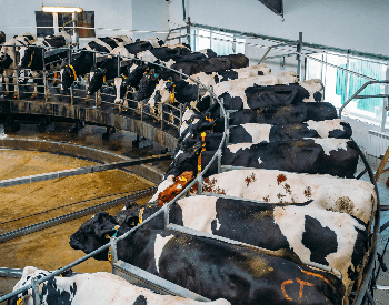 A picture of cows in a rotary milking machine