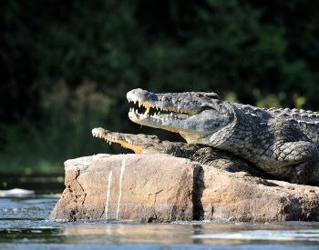 A picture of crocodiles on the Nile River