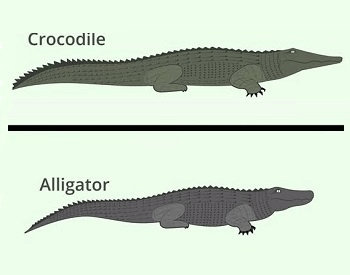 A diagram comparting a crocodile and an alligator