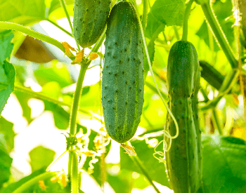 A picture of a cucumber on a cucumber plant