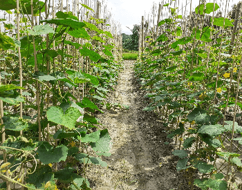 A picture of cucumbers growing on a farm
