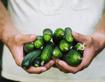 A picture of freshly harvested cucumbers