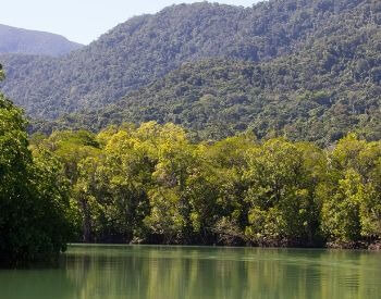 A picture of the Daintree Rainforest in Australia