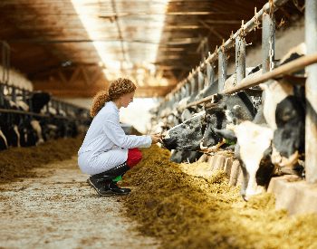 A picture of a dairy farm with dairy cows