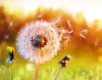 A picture of dandelion releasing seeds