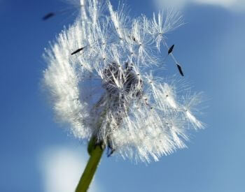 A picture of dandelion seeds in the wind