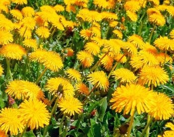 A picture of dandelions in the grass