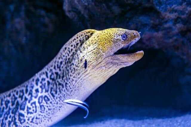 Electric Eel Facts